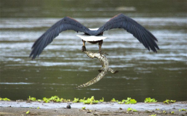 eagle-catches-crocodile.jpg